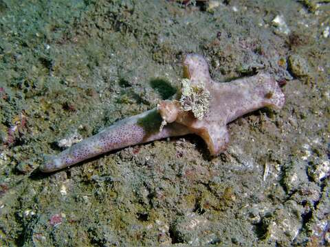 Imagem de Ceratosoma gracillimum Semper ex Bergh 1876