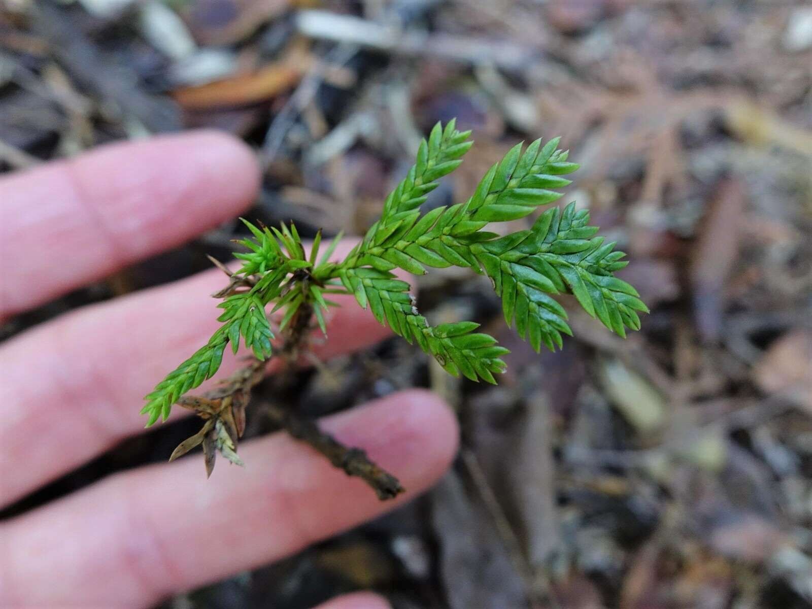 Plancia ëd Libocedrus plumosa (D. Don) Sarg.