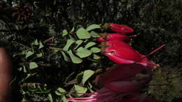 Image of Bejaria mathewsii Field. & Gardn.