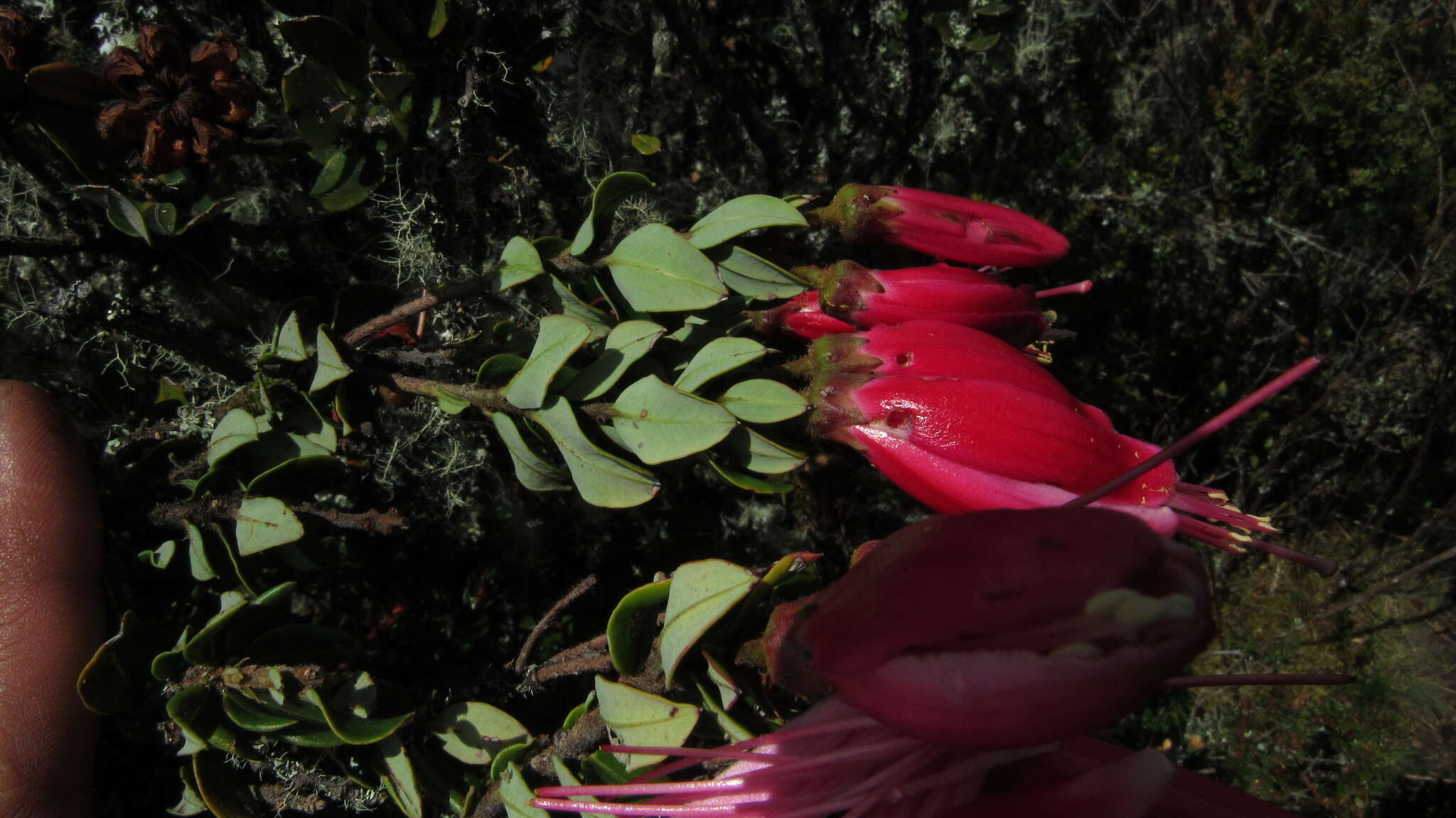 Image of Bejaria mathewsii Field. & Gardn.