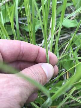 Image of fuzzy wuzzy sedge