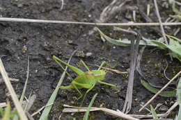 Image of Cohnia andeana (Hebard 1924)