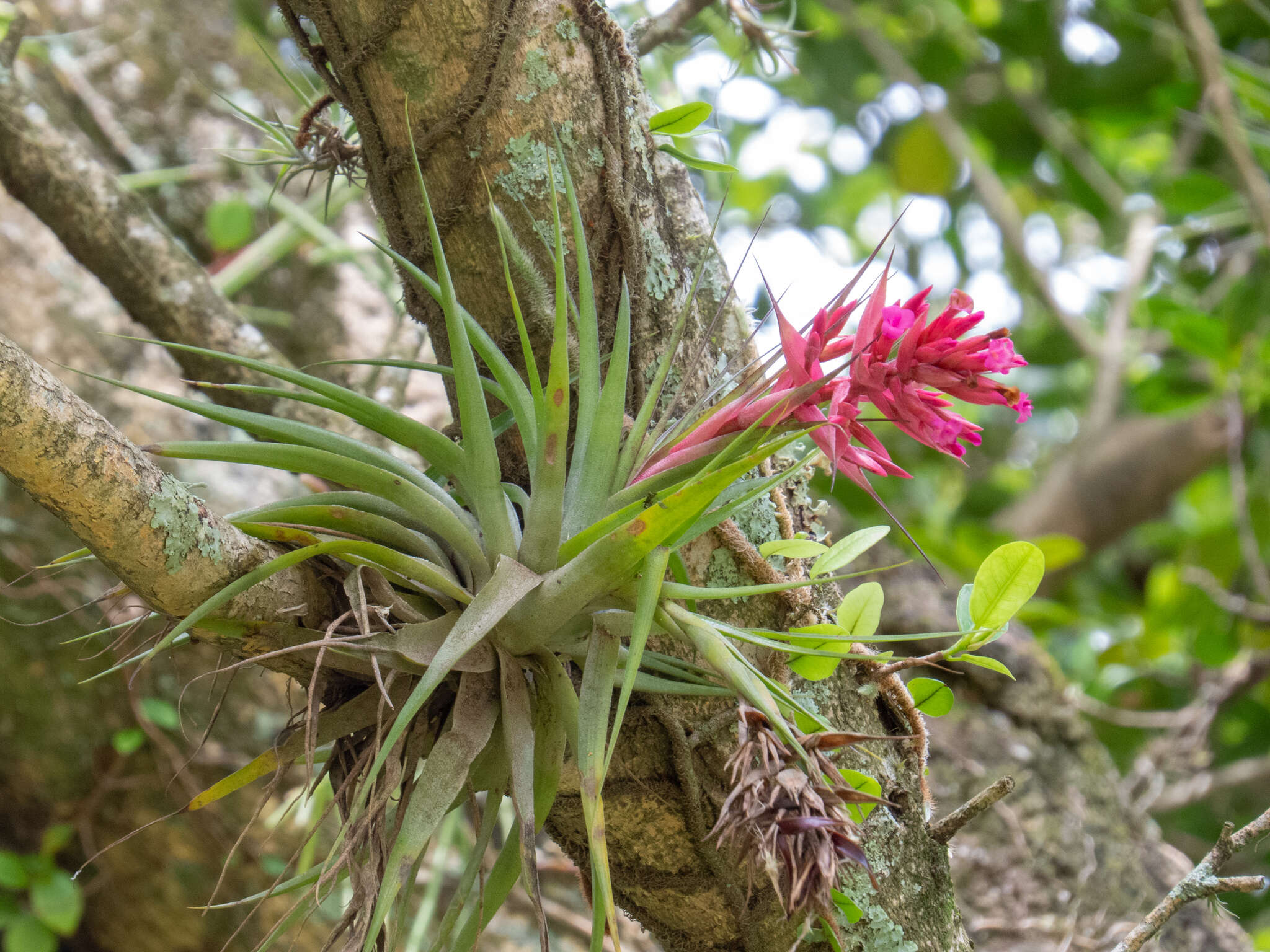 Image of Tillandsia geminiflora Brongn.