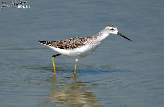 Image of Marsh Sandpiper