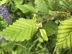 Image of Alder-birch Borer