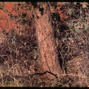 Image of Corymbia deserticola subsp. mesogeotica K. D. Hill & L. A. S. Johnson