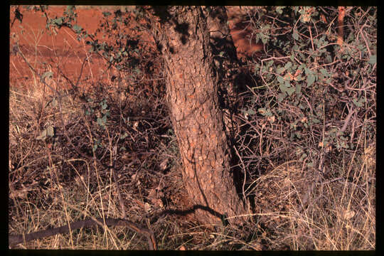 Image of Corymbia deserticola (D. J. Carr & S. G. M. Carr) K. D. Hill & L. A. S. Johnson