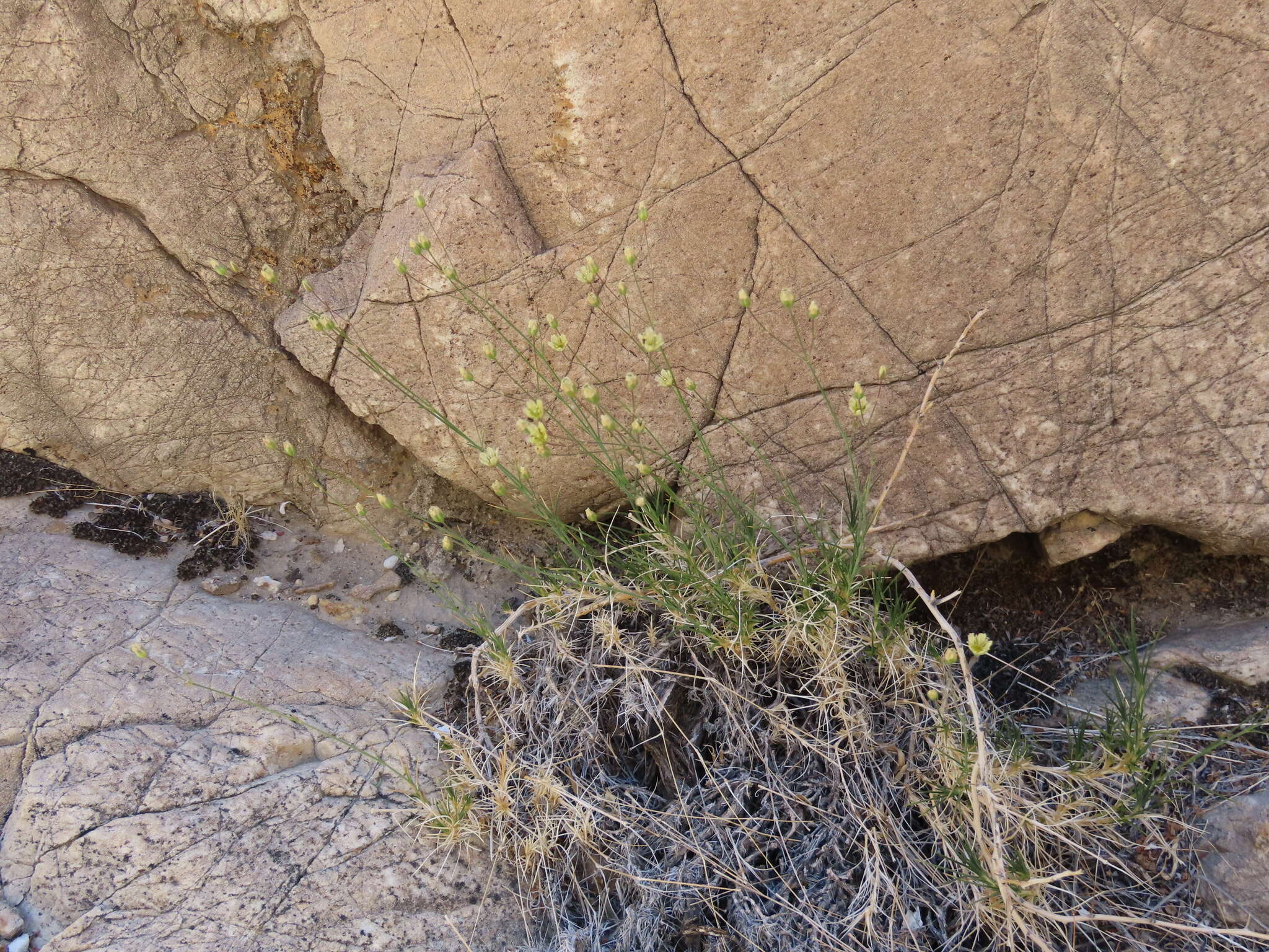 Image of Mojave Sandwort