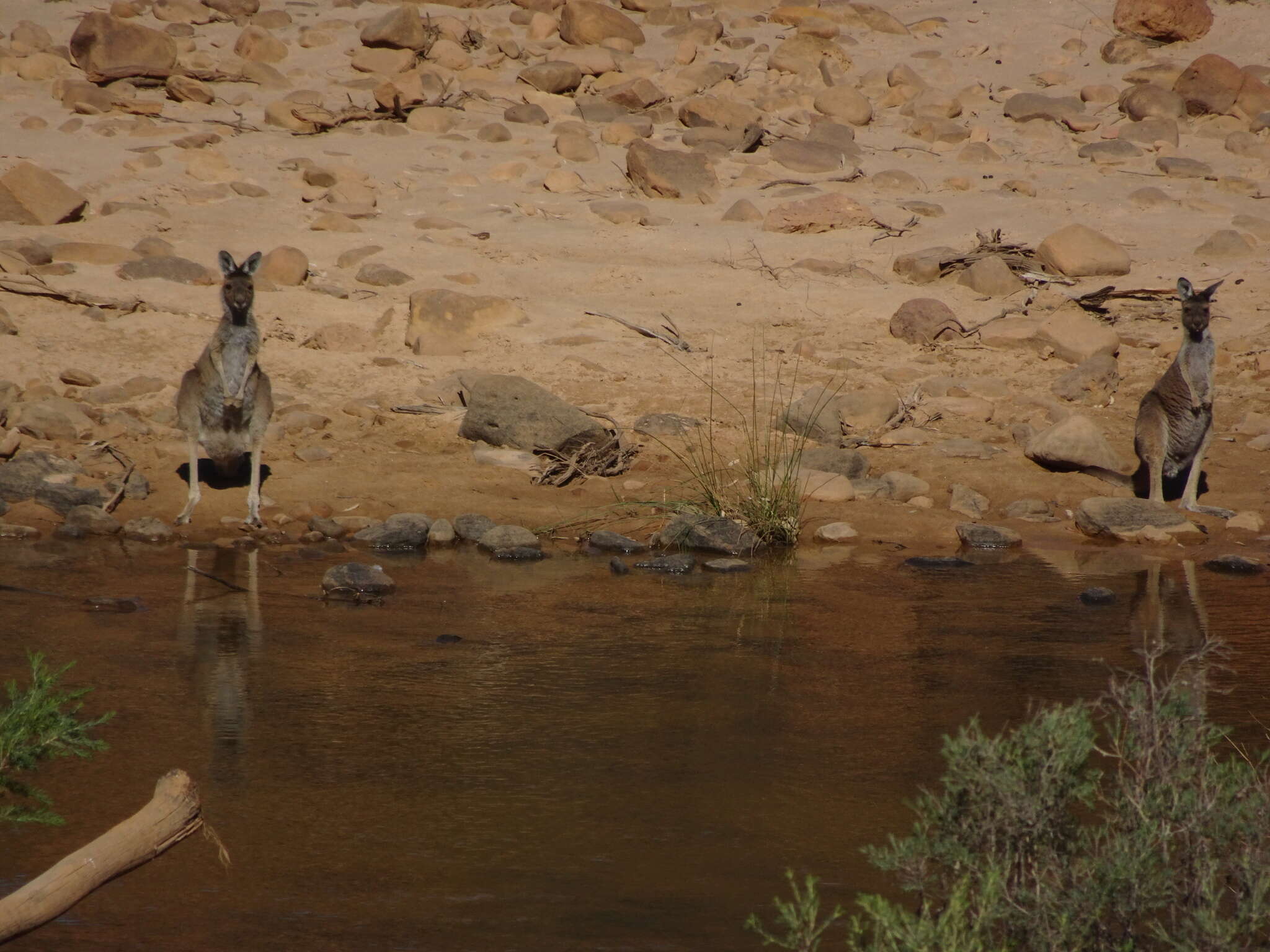 Macropus fuliginosus (Desmarest 1817) resmi