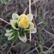 Image of Trans-Pecos Indian paintbrush