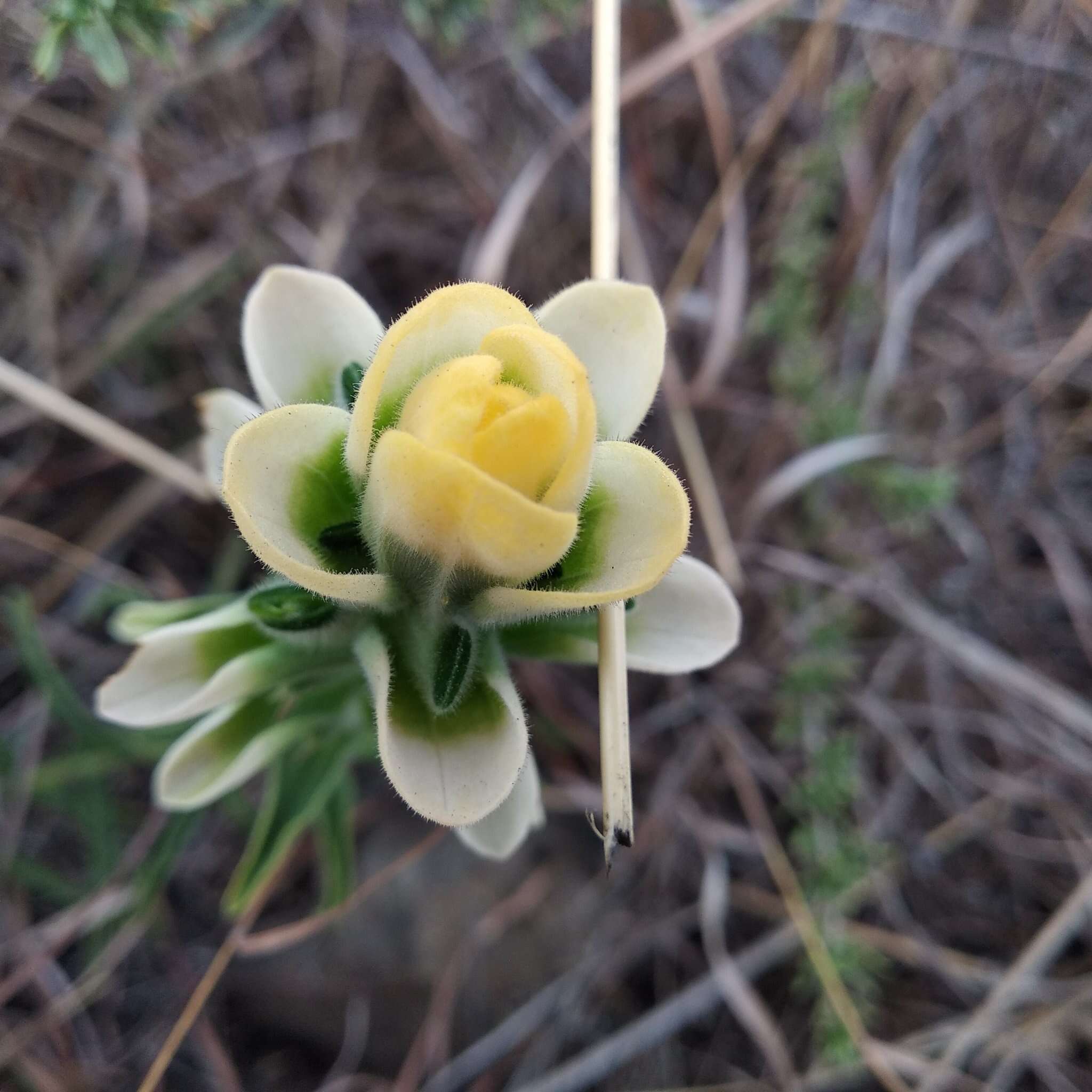 Image of Trans-Pecos Indian paintbrush