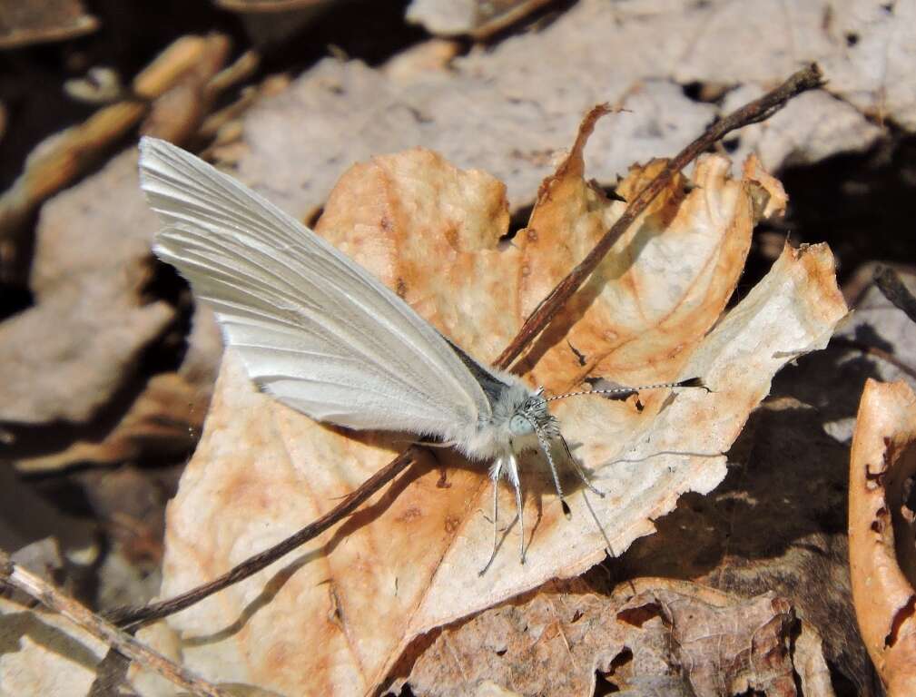 Image of West Virginia White