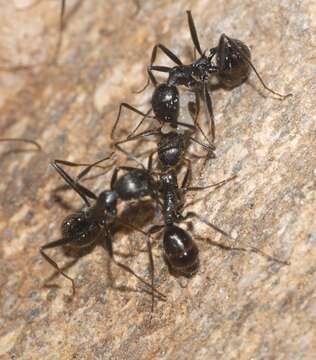 Image of Aphaenogaster spinosa Emery 1878