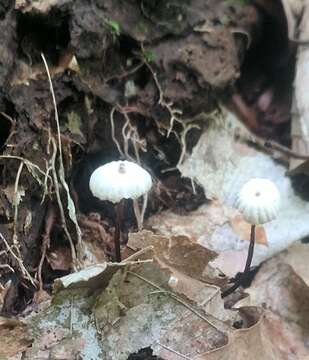 Image of Marasmius rotula (Scop.) Fr. 1838