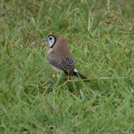 Image of Double-barred Finch