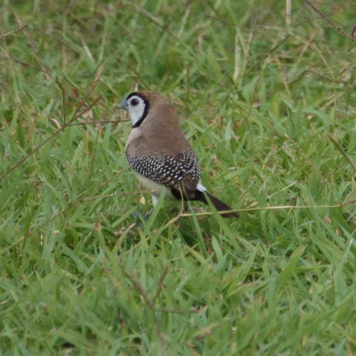 Image of Double-barred Finch