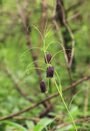 Слика од Fritillaria usuriensis Maxim.