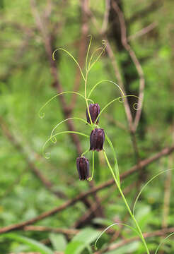 Слика од Fritillaria usuriensis Maxim.