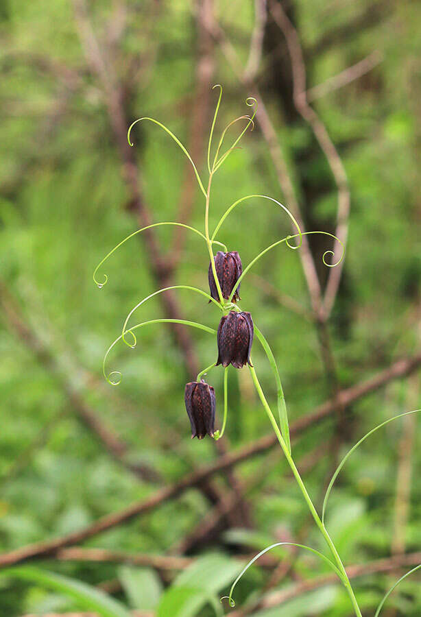 Слика од Fritillaria usuriensis Maxim.