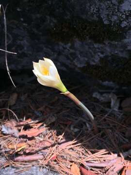 Imagem de Zephyranthes concolor (Lindl.) Benth. & Hook. fil.