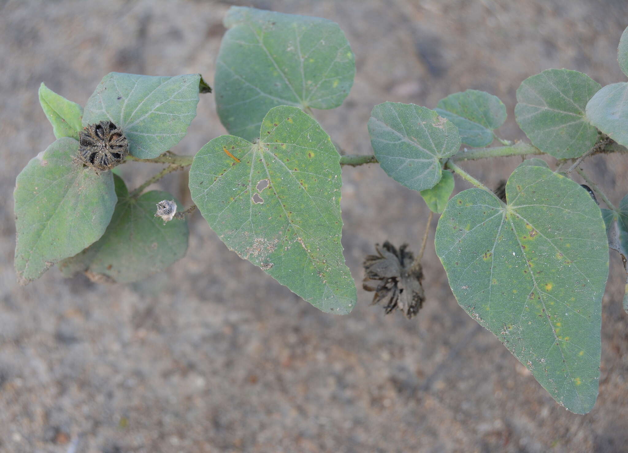 Image of Abutilon austroafricanum Hochr.