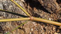 Image of pineland buckwheat