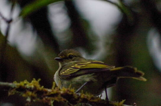 Image of Choco Tyrannulet