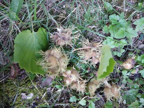 Image of Turkish Hazel