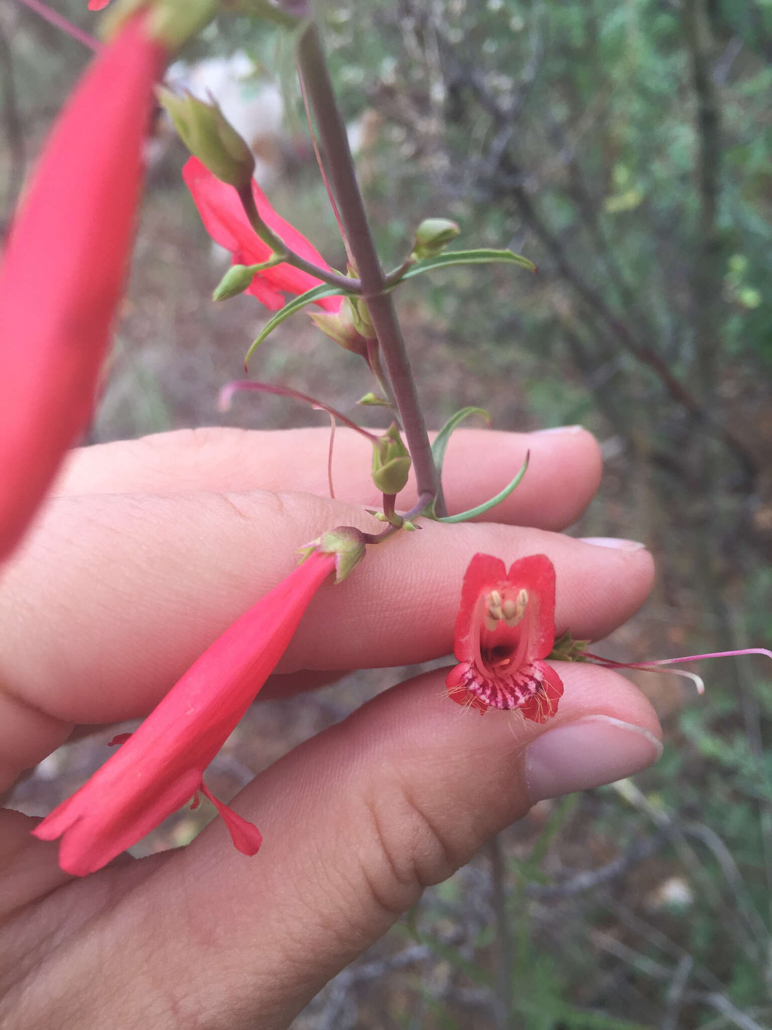 Image de Penstemon barbatus subsp. barbatus