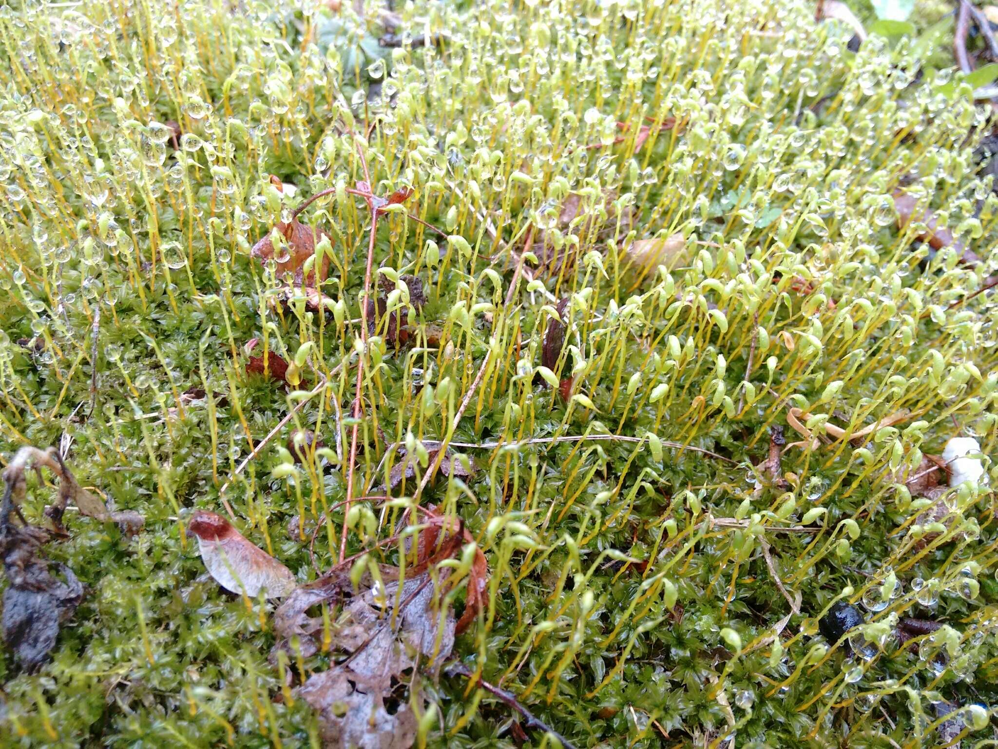 Image of toothed plagiomnium moss