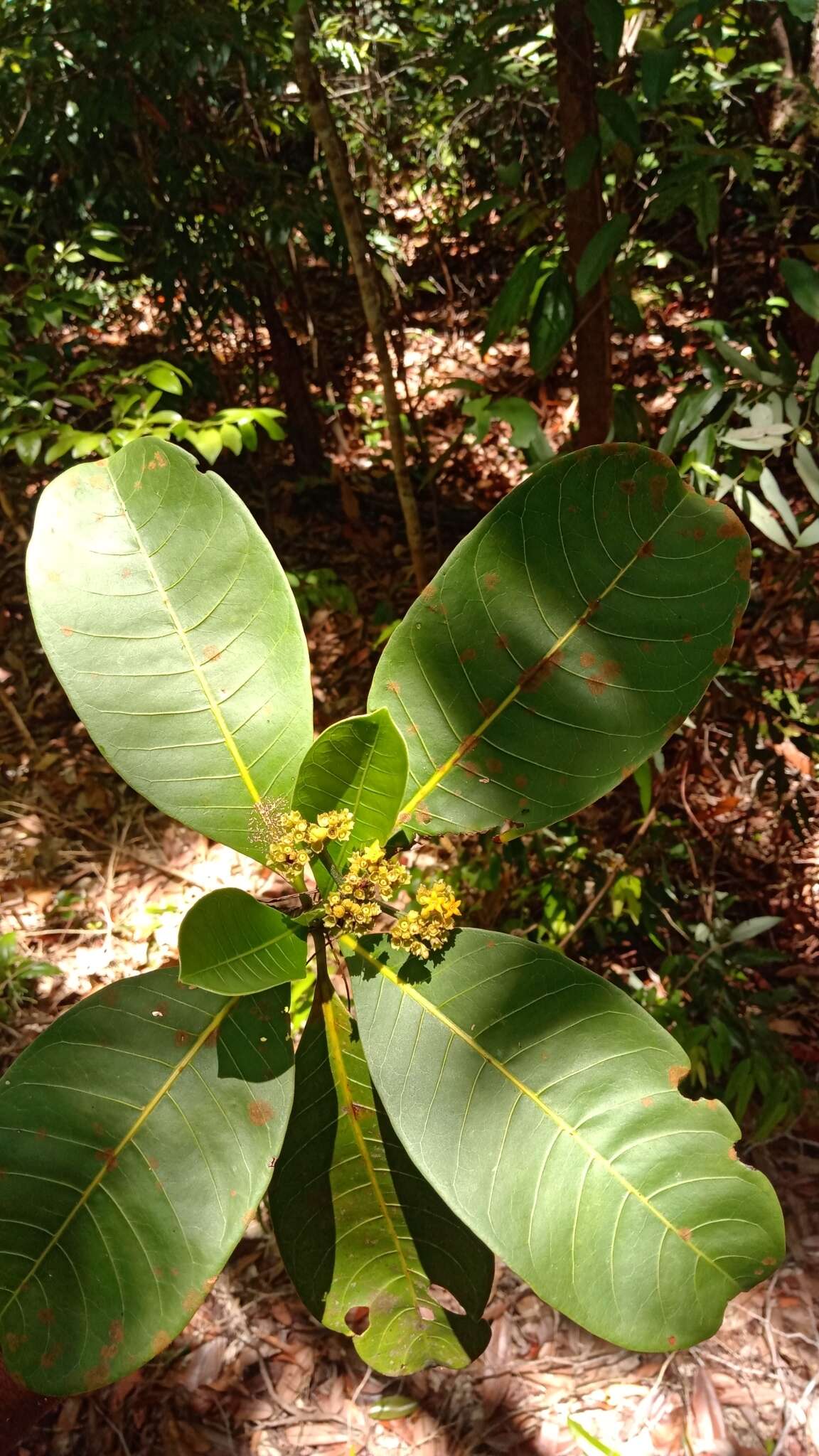 Image of Psychotria berizokae (Bremek.) A. P. Davis & Govaerts