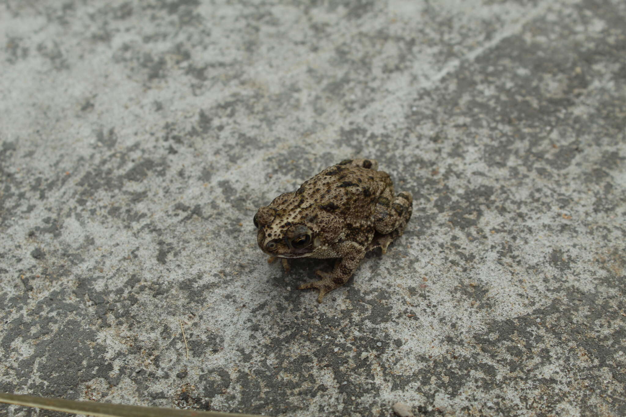 Image of Rhinella beebei (Gallardo 1965)