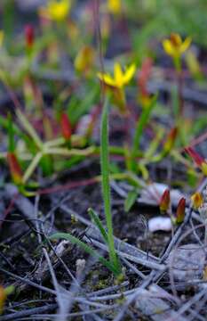 Image of Hesperantha pilosa (L. fil.) Ker Gawl.