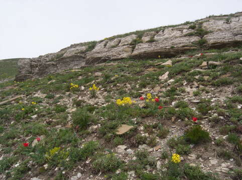 Image of Erysimum callicarpum Lipsky