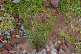 Image of Tagetes coronopifolia Willd.