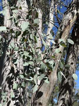 Image of Eucalyptus chloroclada (Blakely) L. A. S. Johnson & K. D. Hill