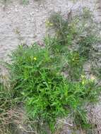 Plancia ëd Diplotaxis tenuifolia subsp. cretacea (Kotov) Sobrino Vesperinas