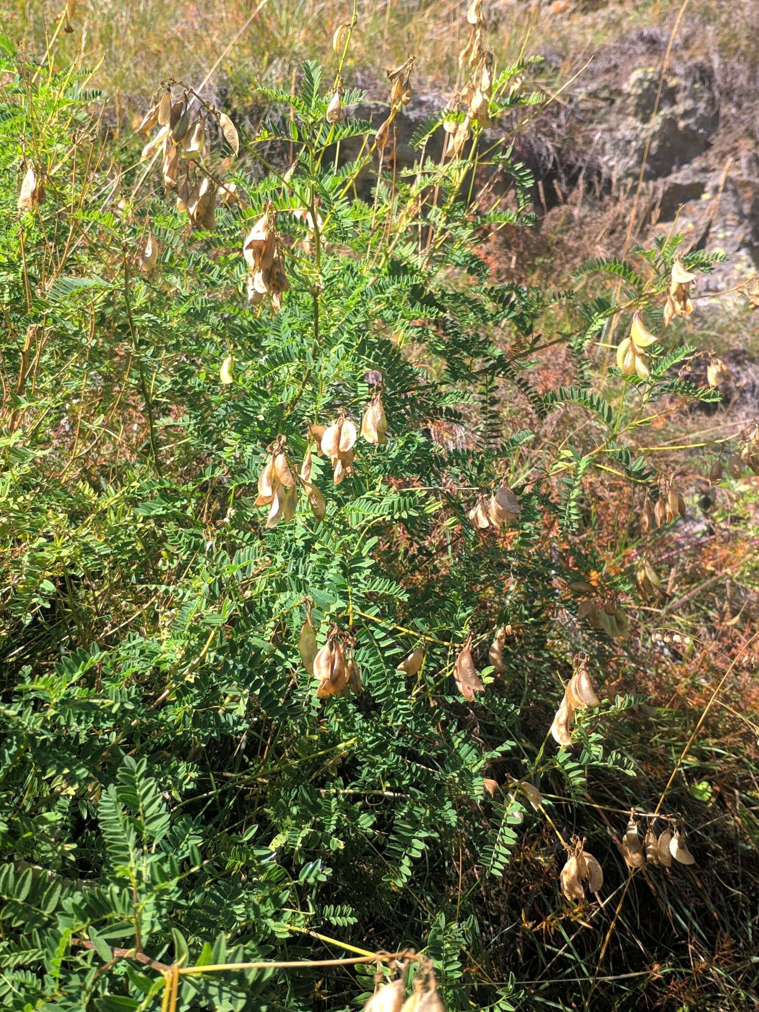 Image of Astragalus penduliflorus Lam.