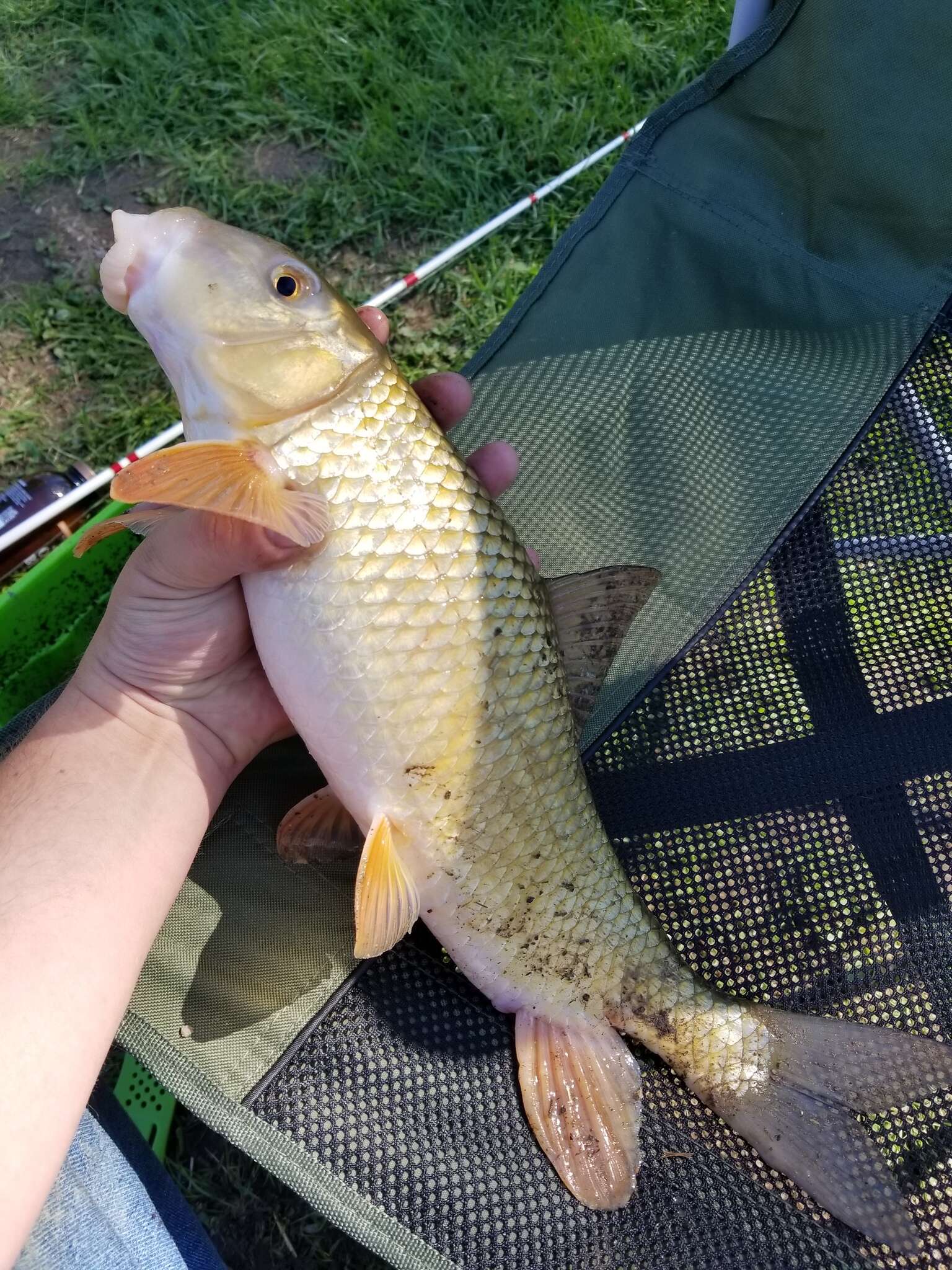 Image of Silver Redhorse