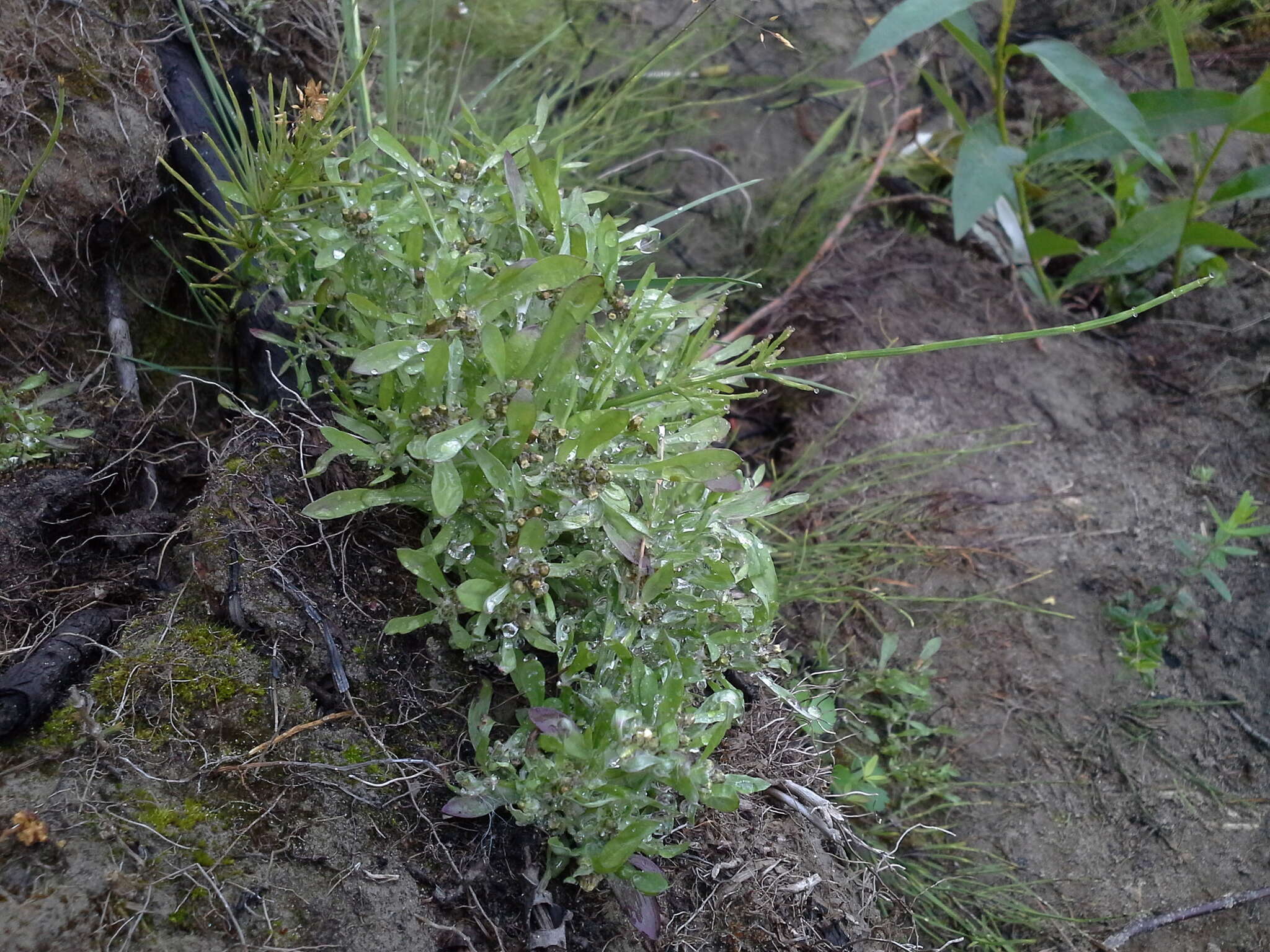 Image de Gnaphalium pilulare Wahlenb.