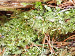 Image of herzogiella moss