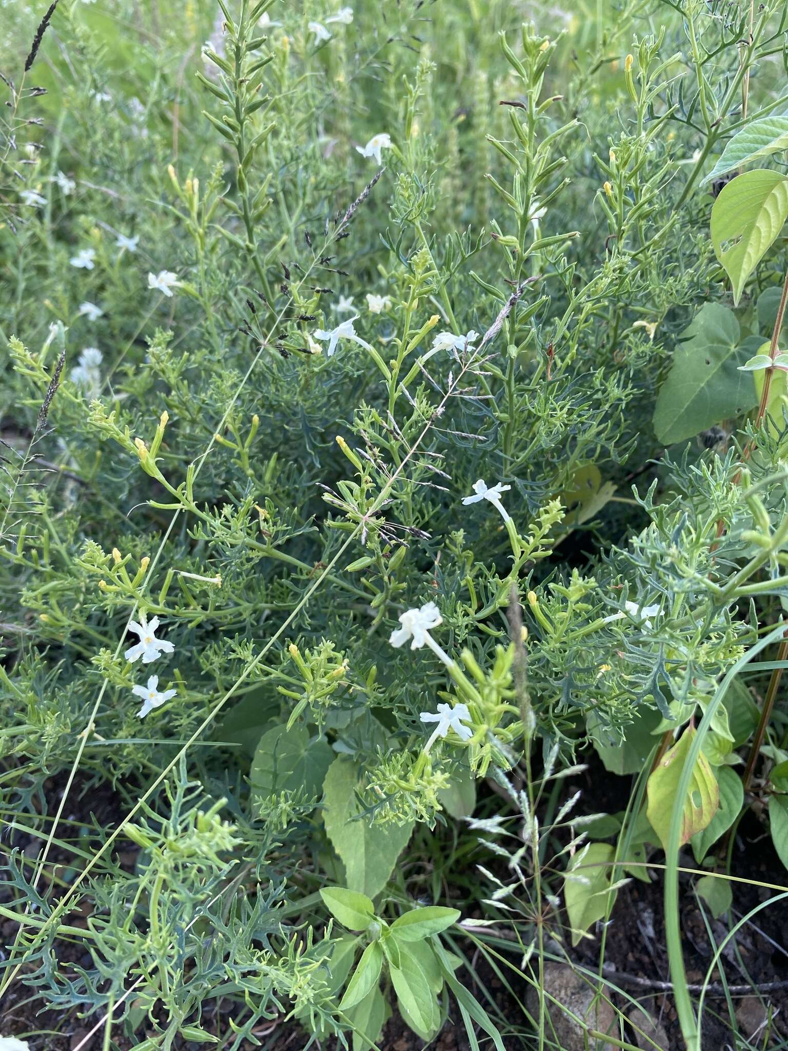 Image of Chascanum pinnatifidum (L. fil.) E. Mey.