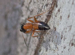 Image of Opisthopsis rufithorax Emery 1895