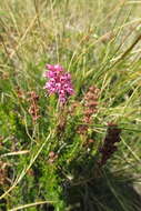 Image of Erica spiculifolia Salisb.