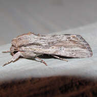 Image of Gray-streaked Armywom Moth