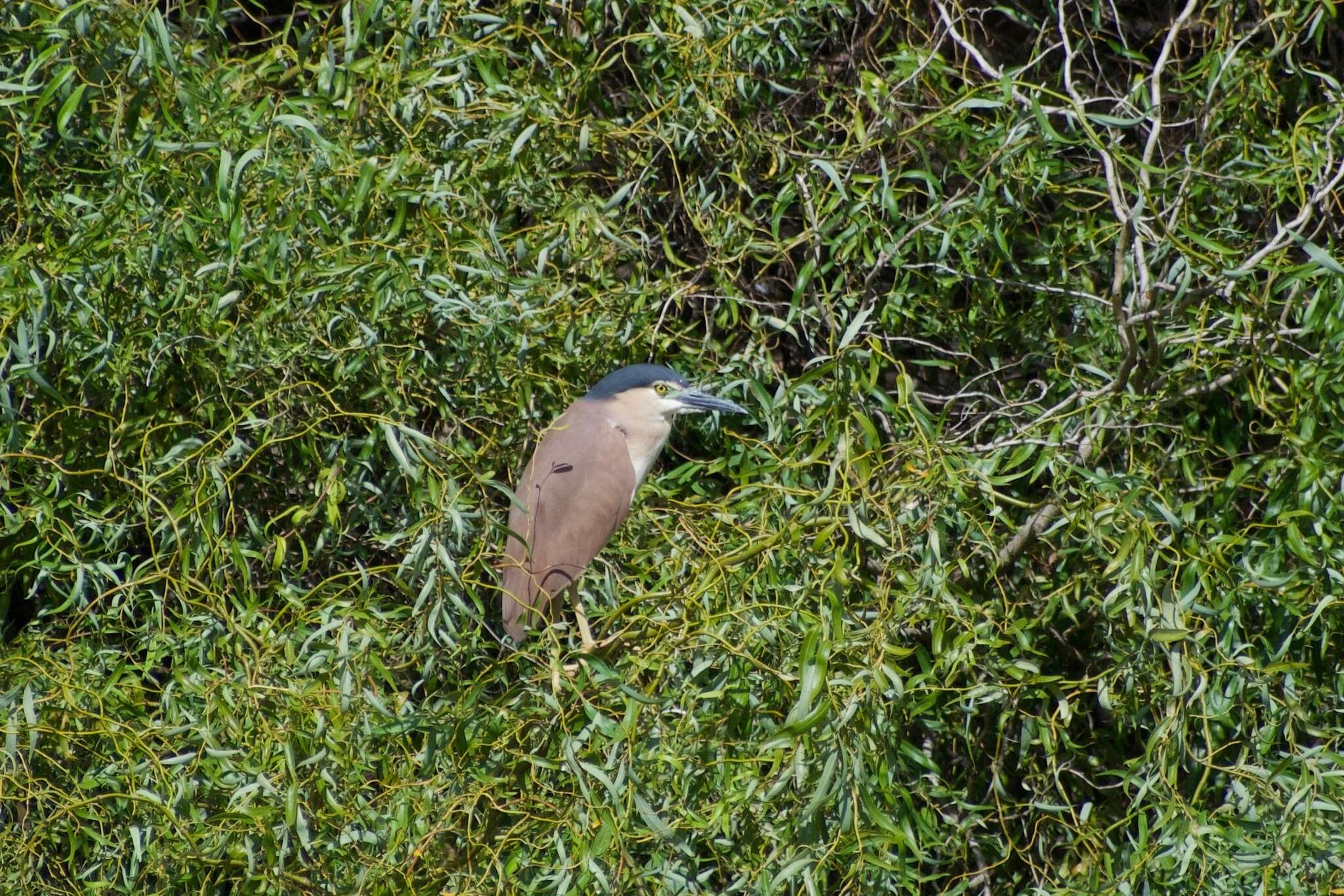 Image of Nycticorax caledonicus australasiae (Vieillot 1823)