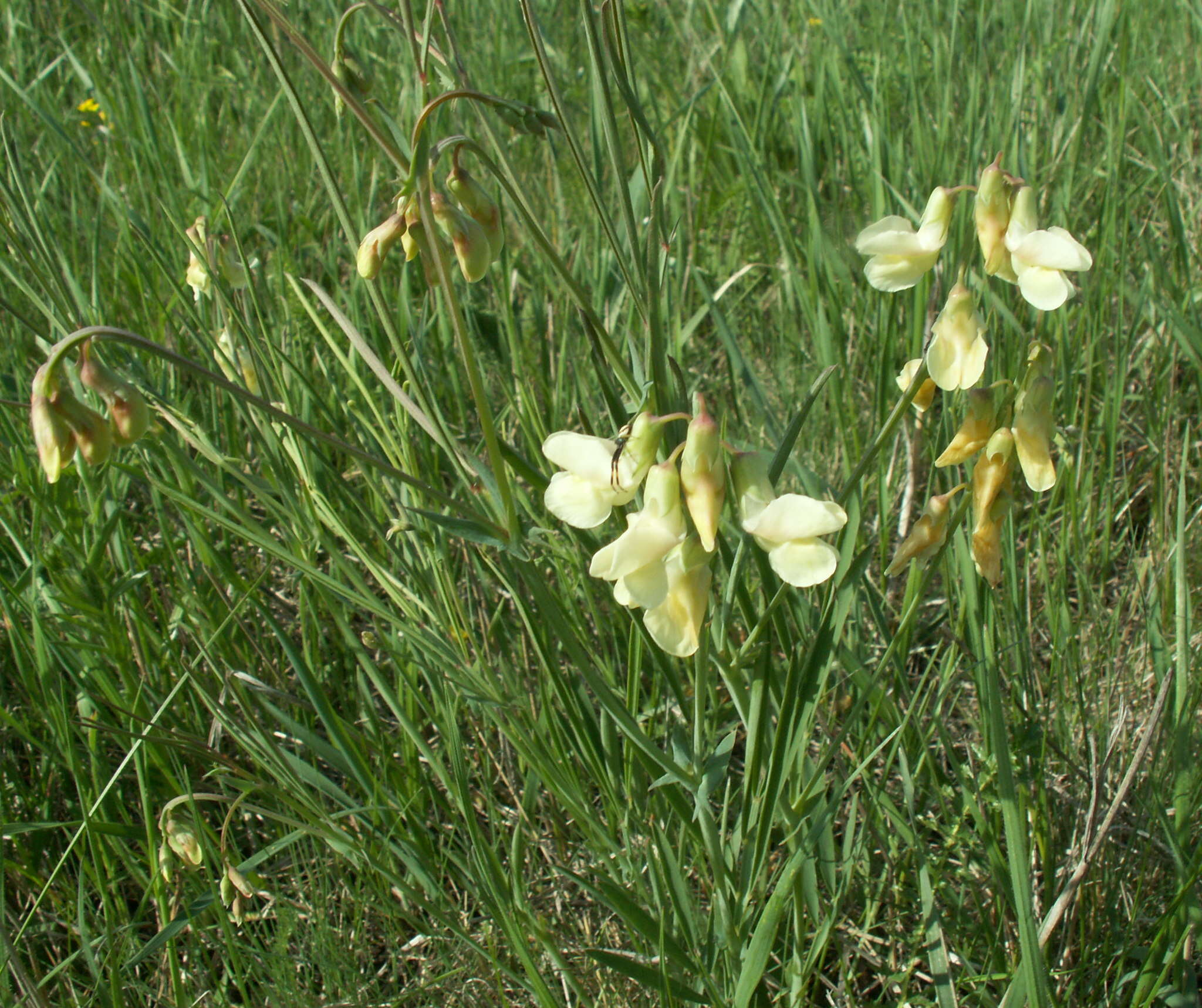 Image of Lathyrus pannonicus subsp. collinus (J. Ortmann) Soo