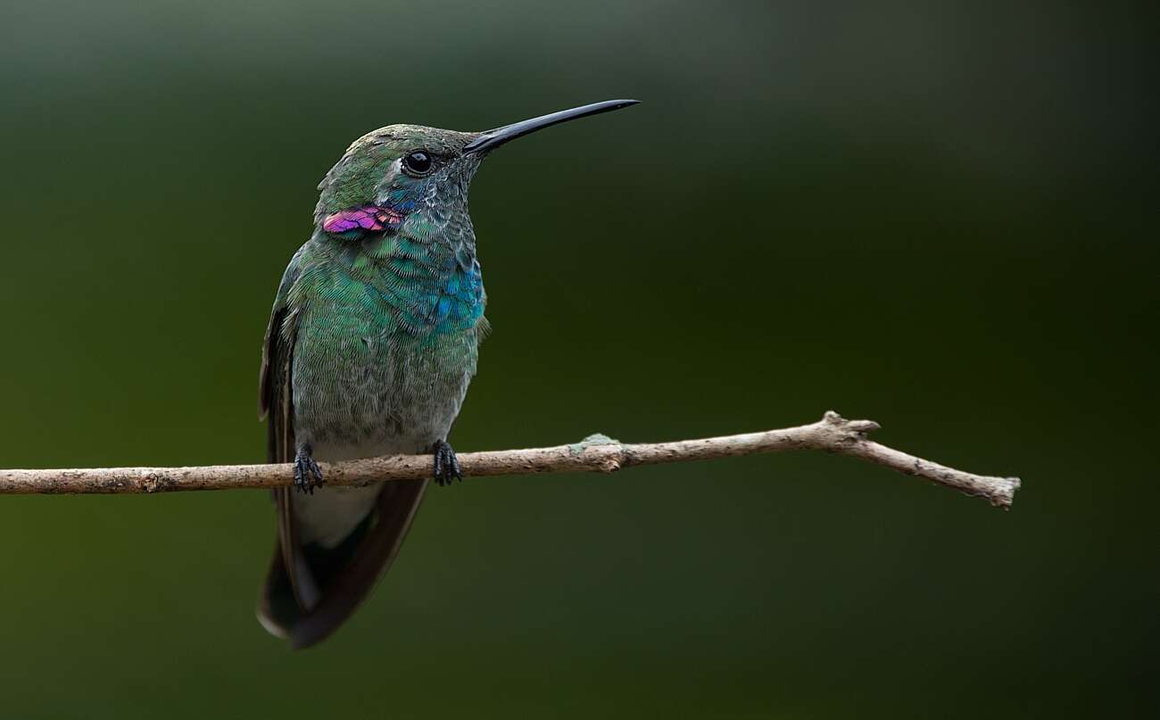 Image of White-vented Violet-ear