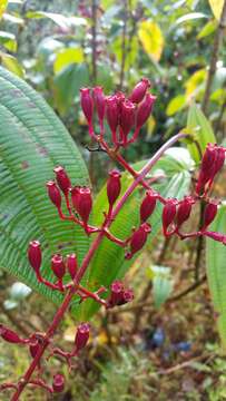 Image de Oxyspora paniculata (D. Don) DC.