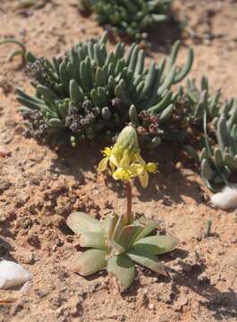 Image of Bulbine fallax Poelln.